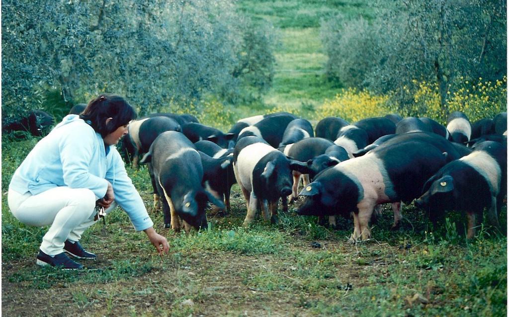 Agriturismo Scorgiano المظهر الخارجي الصورة